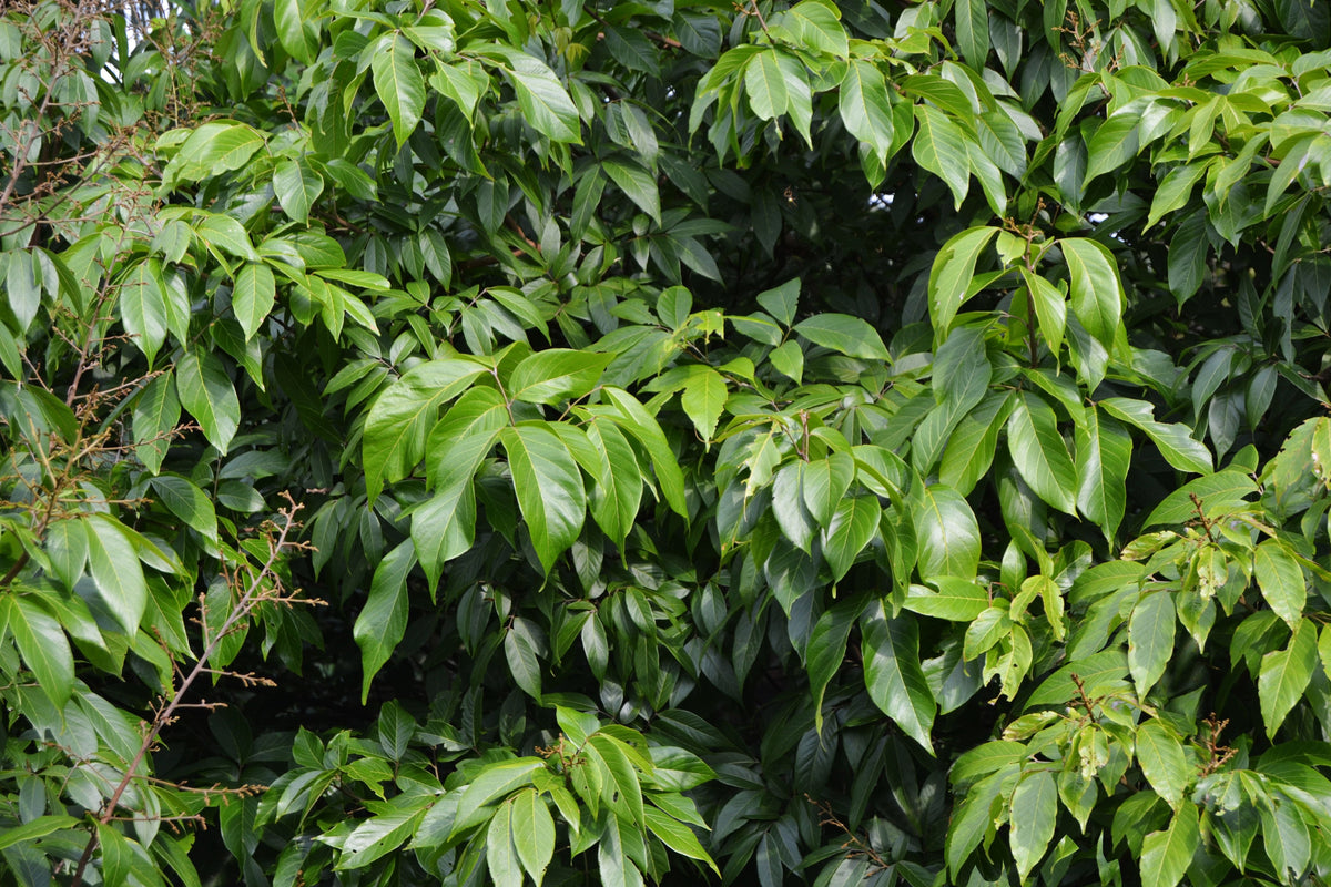Ylang Ylang Live Plant in 6-Inch Pot, Fragrant Tropical Flowering Tree, Cananga odorata, Ornamental Evergreen Plant