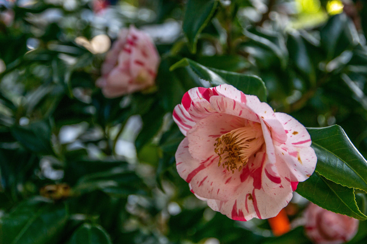 La Peppermint Camellia Japonica Live Starter Plant – Bicolor Pink White Evergreen Shrub for Garden & Container