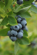 Blueberry Live Plant 2-Year-Old Vaccinium corymbosum 'Legacy' 18-24 Inches in 1 Gallon Pot Fruit Bearing Shrub