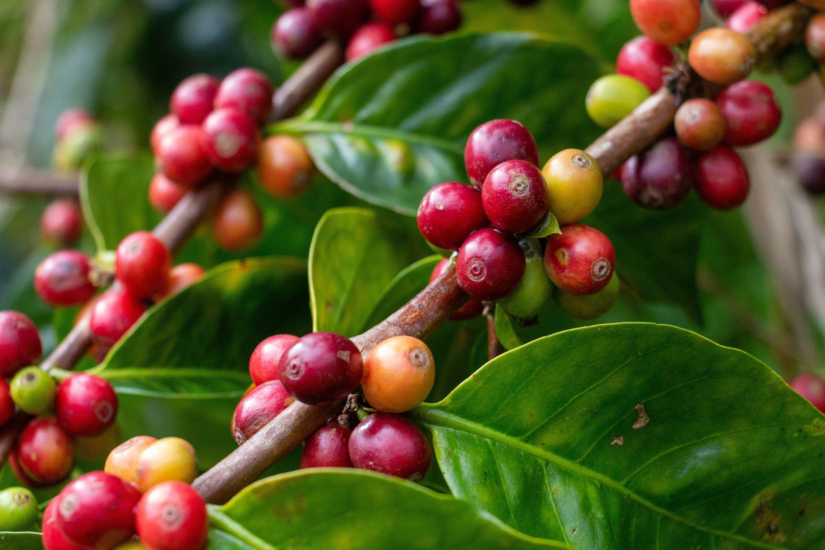 Live Coffee Plant in 3-Inch Pot, Coffea arabica, Indoor Tropical Foliage, Houseplant, Evergreen Greenery