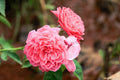 English Rose Live Plant – Own Root Rose in 6-Inch Pot – Classic Garden Rose, Rosa Hybrid for Borders & Cottage Gardens