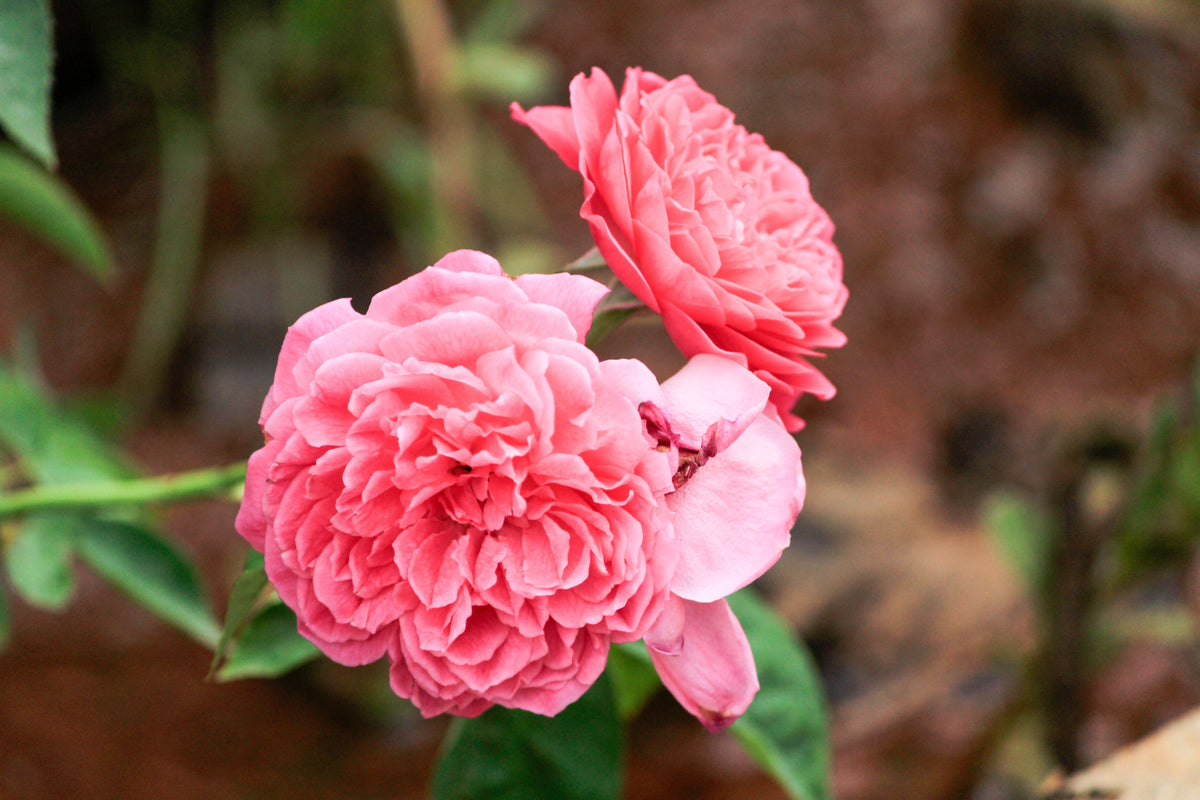 English Rose Live Plant – Own Root Rose in 6-Inch Pot – Classic Garden Rose, Rosa Hybrid for Borders & Cottage Gardens