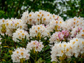 Yaku Princess Rhododendron Starter Plant – Compact Evergreen Shrub for Shade Gardens, Borders & Containers, Rhododendron 'Yaku Princess'