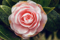 Camellia japonica Leslie Ann Live Starter Plant – Well-Rooted in Pot, Evergreen Ornamental Shrub, Showy Blooms, Glossy Foliage