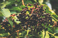 American Elderberry Live Rooted Starter Plant – Sambucus canadensis – Native Shrub for Pollinator Gardens & Wildlife Habitat