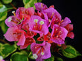 Claret Red Variegated Bougainvillea Live Starter Plant – Tropical Climbing Vine with Colorful Foliage & Vibrant Bracts