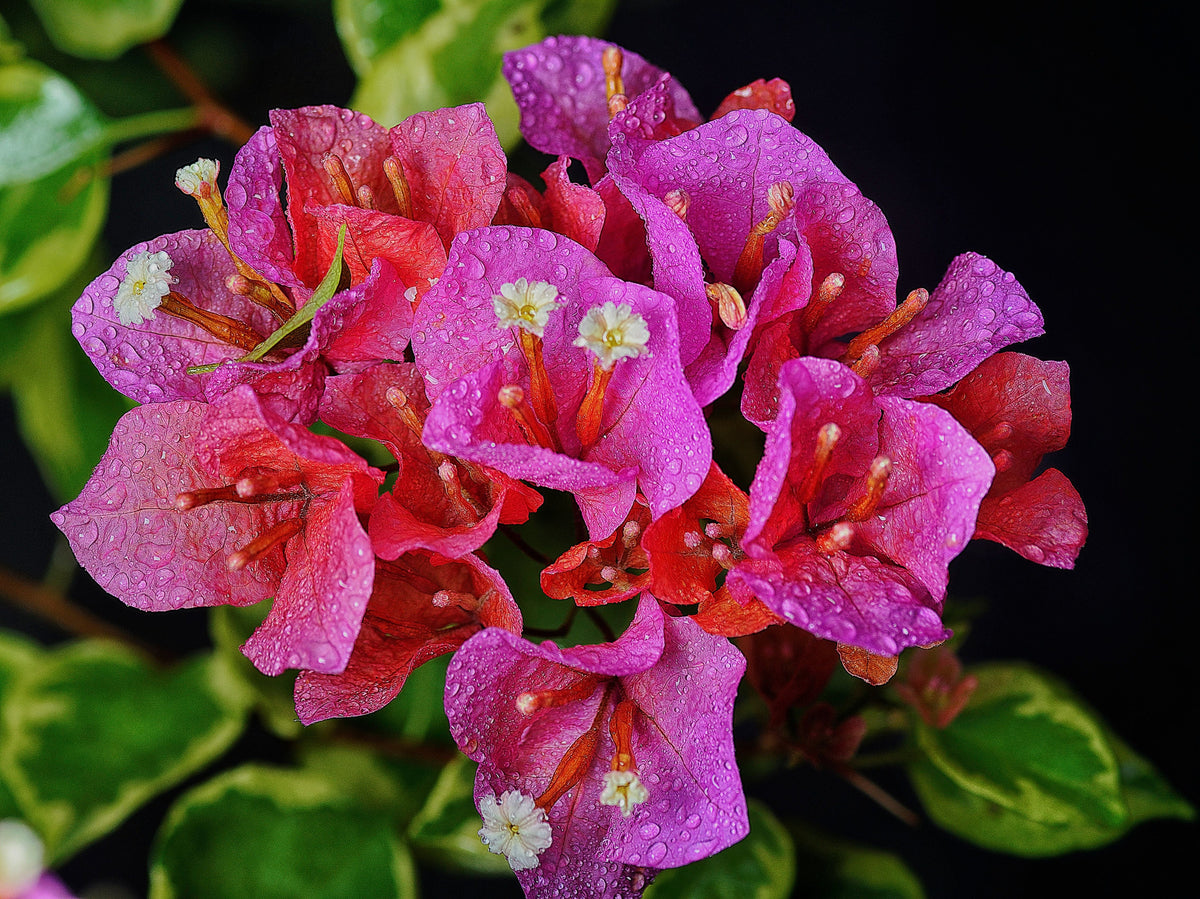 Claret Red Variegated Bougainvillea Live Starter Plant – Tropical Climbing Vine with Colorful Foliage & Vibrant Bracts
