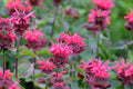 Bee You Bee Free Bee Balm Live Plants – 3 Rooted Starter Plants in 1 Qt Pots, Monarda didyma Perennial Flower