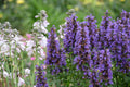 Blue Fortune Agastache Live Plants – 3 Rooted Starters in 1 Qt Pots, Lavender Blue Flowers, Perennial Anise Hyssop