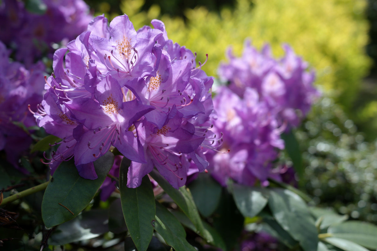 Blue Baron Rhododendron Starter Plant - Live Evergreen Shrub with Spring Blooms - Rhododendron hybrid 'Blue Baron'