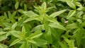 Organic Lemon Verbena Live Starter Plant in 2.5x3.5 Inch Pot – Aloysia citrodora Fragrant Herb