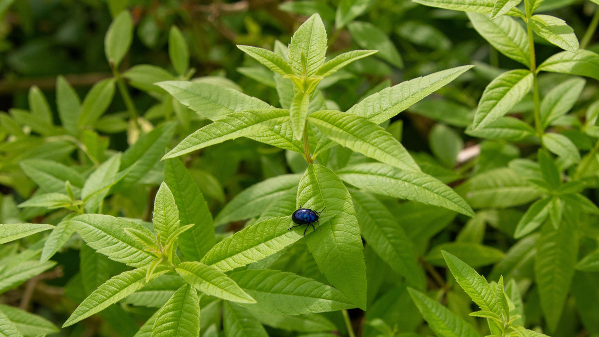 Organic Lemon Verbena Live Starter Plant in 2.5x3.5 Inch Pot – Aloysia citrodora Fragrant Herb