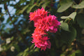 Double Red Bougainvillea Live Starter Plant – Well Rooted Plug, Tropical Flowering Vine, Ornamental Bracts, Climbing Plant