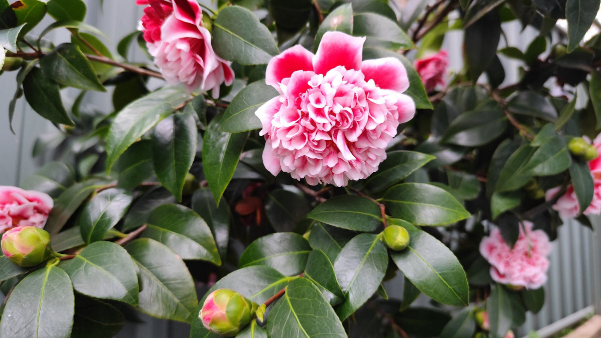 Gigantea Camellia Japonica Live Starter Plant in 3-Inch Pot, Evergreen Flowering Shrub, Ornamental Foliage, Well-Rooted Camellia