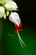 White Bleeding Heart Live Plant Rooted Starter in Pot, Lamprocapnos spectabilis 'Alba', Shade Garden Perennial