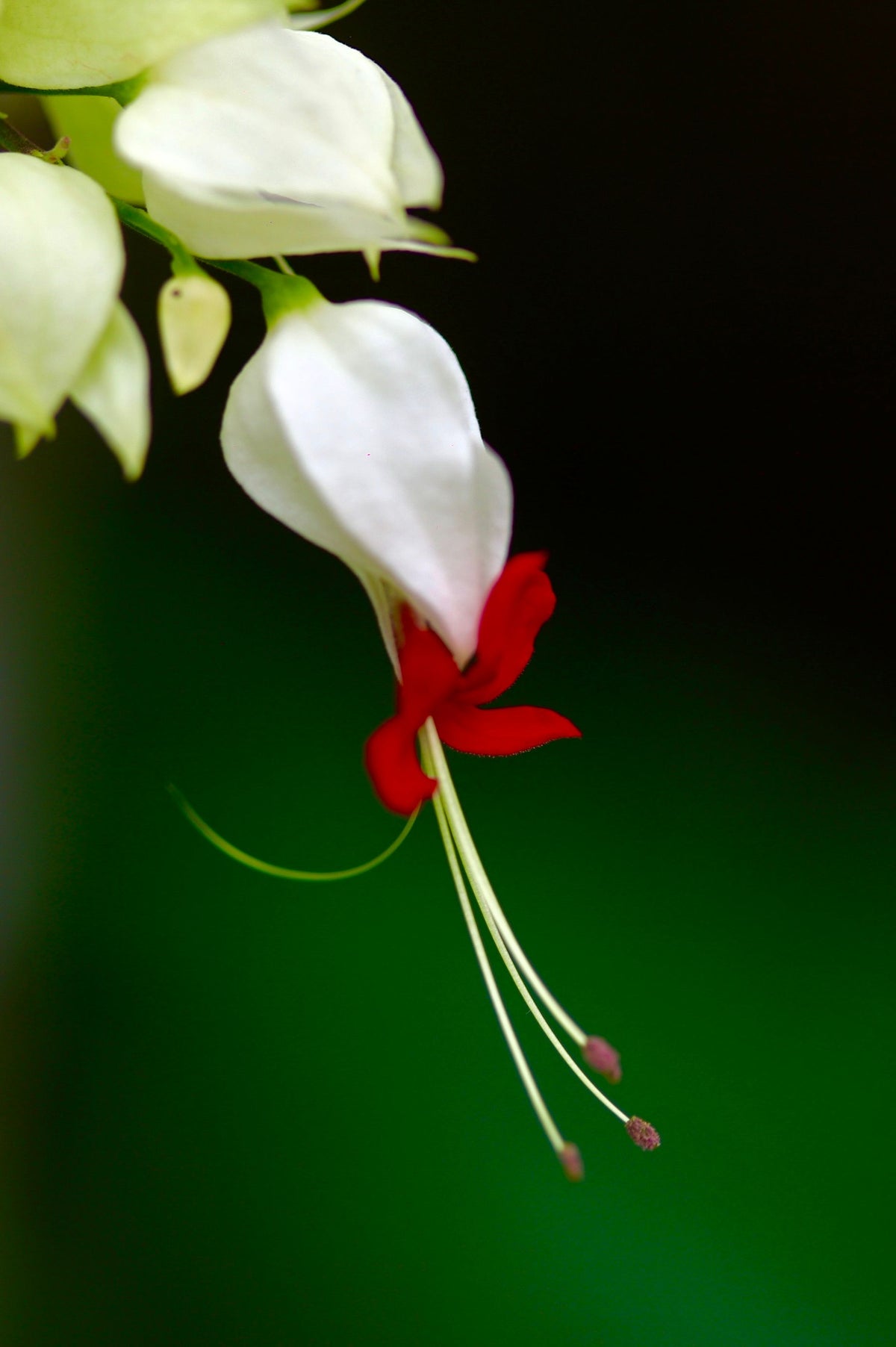 White Bleeding Heart Live Plant Rooted Starter in Pot, Lamprocapnos spectabilis 'Alba', Shade Garden Perennial