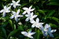 Crape Jasmine Live Plant 4-Inch Pot Fragrant White Flowers Evergreen Shrub Tabernaemontana divaricata