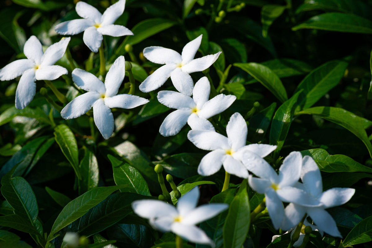 Crape Jasmine Live Plant 4-Inch Pot Fragrant White Flowers Evergreen Shrub Tabernaemontana divaricata