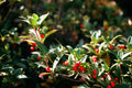 Nellie R. Stevens Holly Starter Plant – Live Evergreen Holly Tree with Red Berries – Ilex × 'Nellie R. Stevens' Landscape Shrub