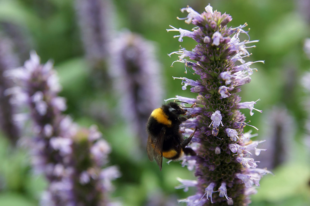 Beelicious Purple Giant Hyssop Live Plants, 3 Rooted Starters in 1 Qt Pots, Agastache Perennial Flower Plant