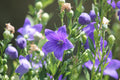 Blue Balloon Flower Live Plants – 3 Rooted Starters, Sentimental Blue, Platycodon grandiflorus Perennial Flowers