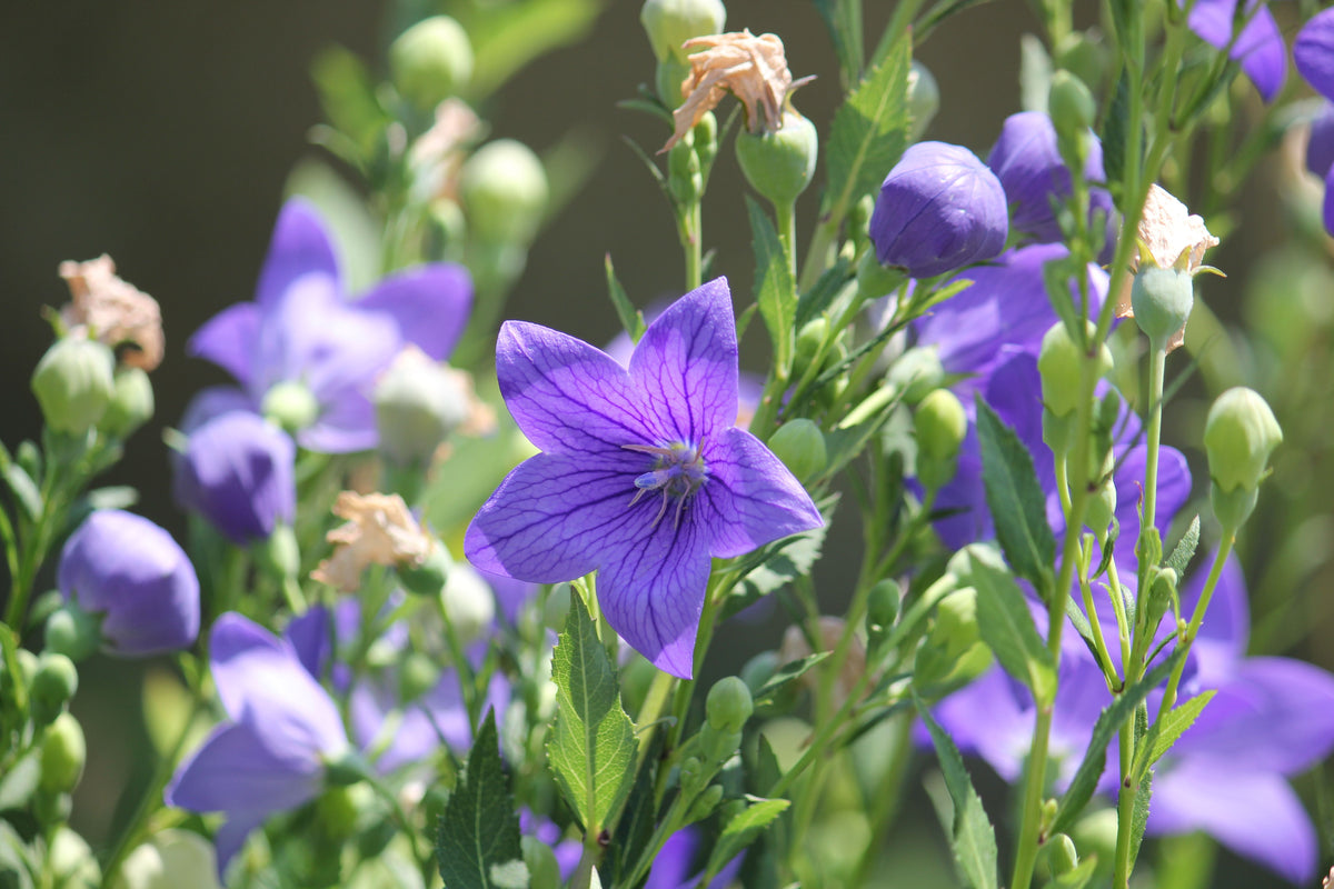 Blue Balloon Flower Live Plants – 3 Rooted Starters, Sentimental Blue, Platycodon grandiflorus Perennial Flowers