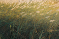 Niagara Falls Switch Grass Live Plants, 3 Rooted Starters in 1 Qt Pots, Ornamental Grass, Panicum virgatum 'Prairie Winds Niagara Falls'