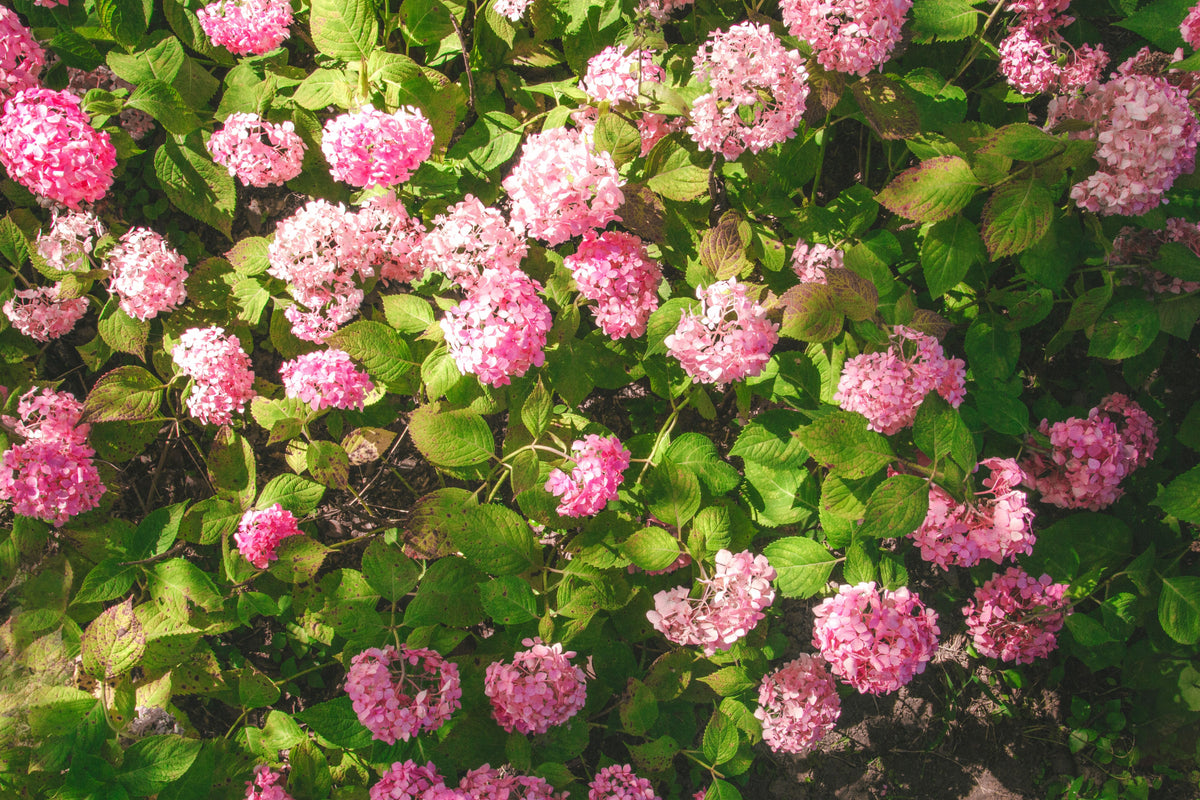 Dwarf Oakleaf Hydrangea Live Plant – 1 Pint Container – Hydrangea quercifolia 'Munchkin' – Compact Shrub for Gardens & Containers
