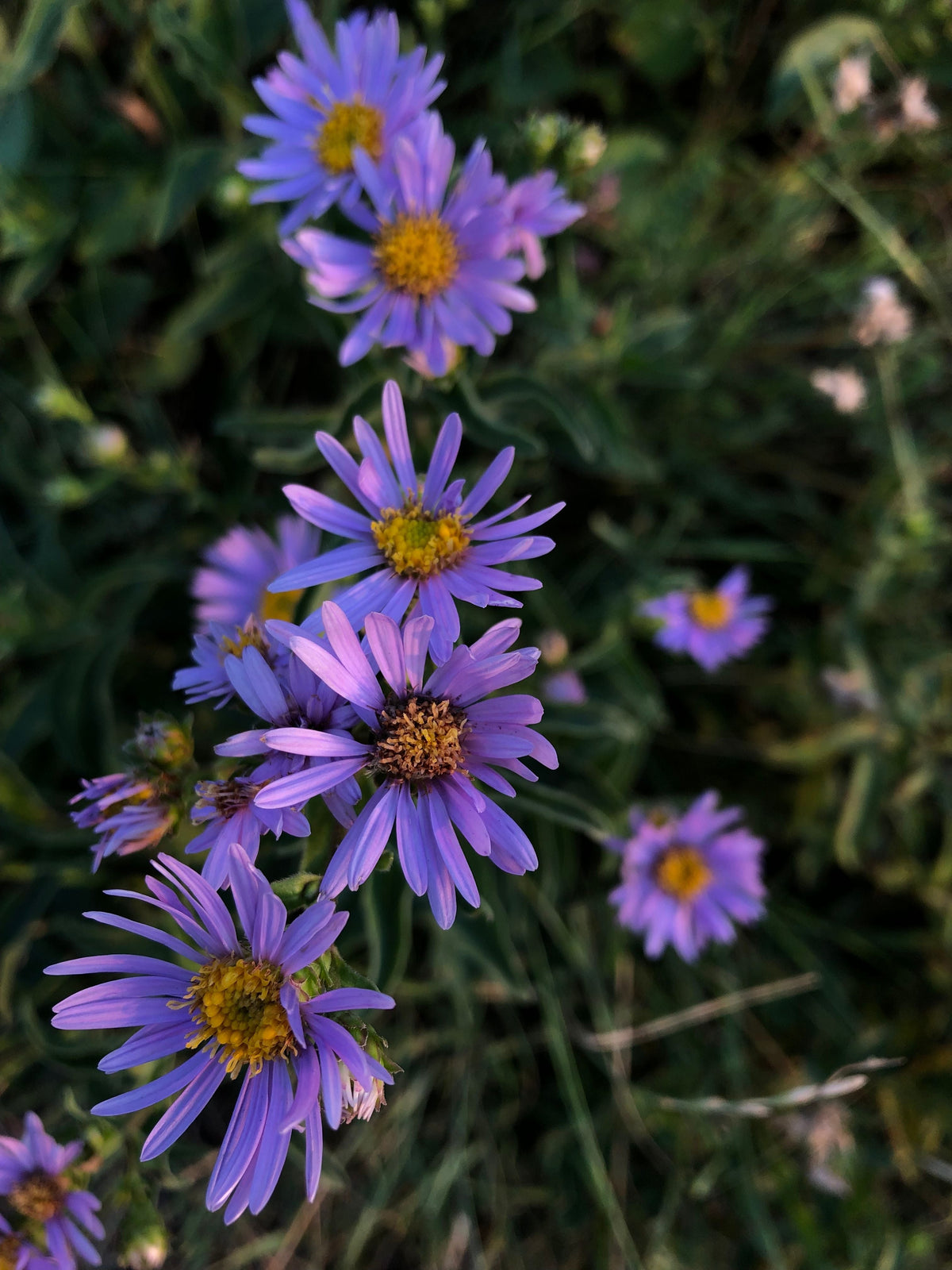 Little Carlow Aster Live Plants 3 Rooted Perennial Flowers in 1 Qt Pots, Blue Purple, Symphyotrichum cordifolium