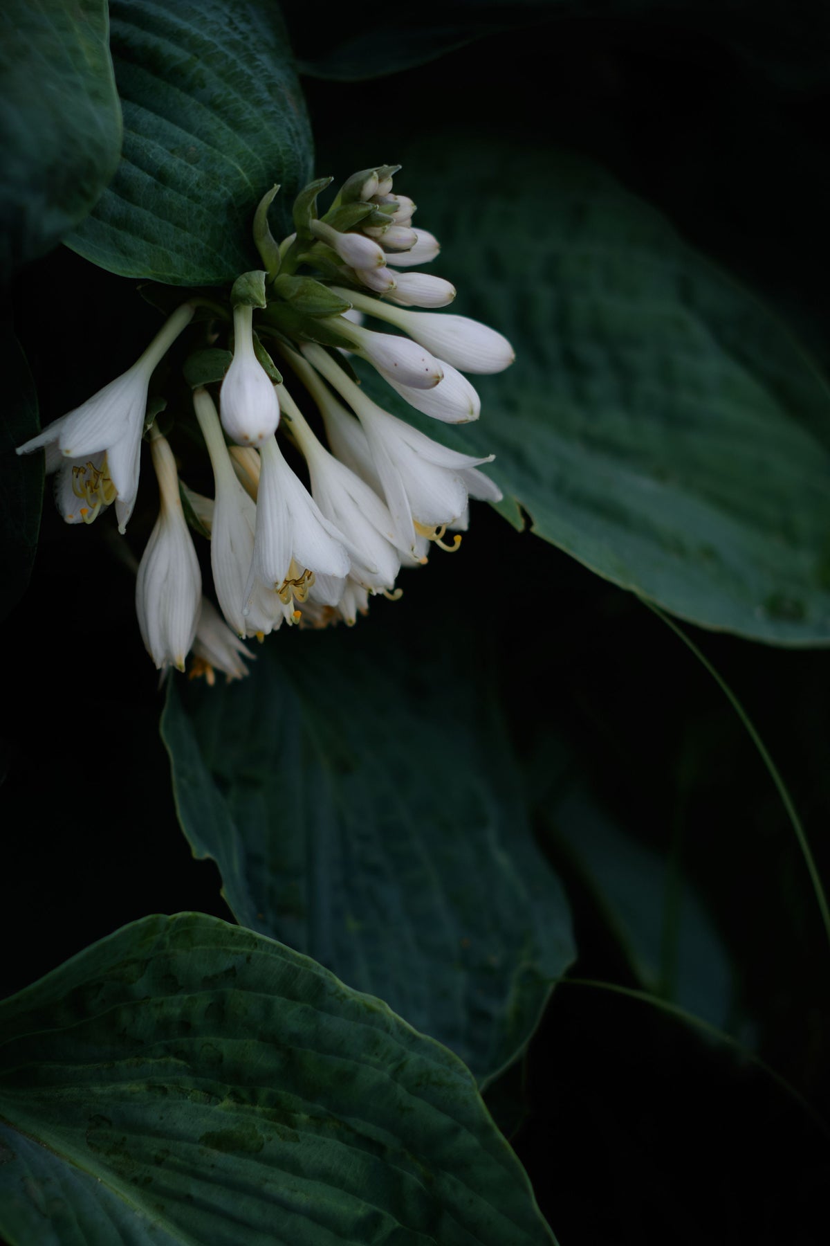 Empress Wu Hosta Live Plants - 2 Rooted Starter Plants in 1 Qt Pots, Blue Green Foliage, Large Shade Perennial, Herbaceous Garden Plant