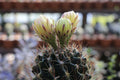 Seed-Grown Neochilenia Napina Cactus – Rare Succulent Specimen, Compact, Drought-Tolerant, Collectible Plant
