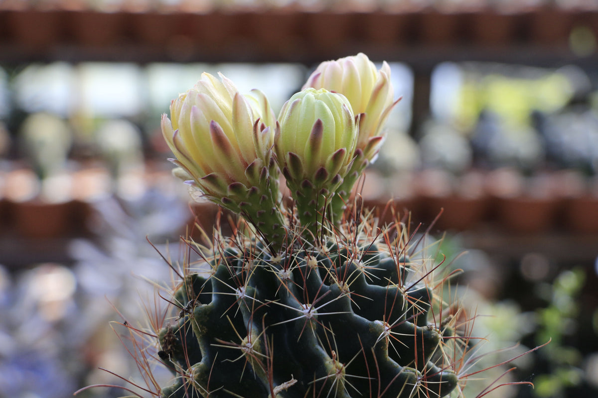 Seed-Grown Neochilenia Napina Cactus – Rare Succulent Specimen, Compact, Drought-Tolerant, Collectible Plant