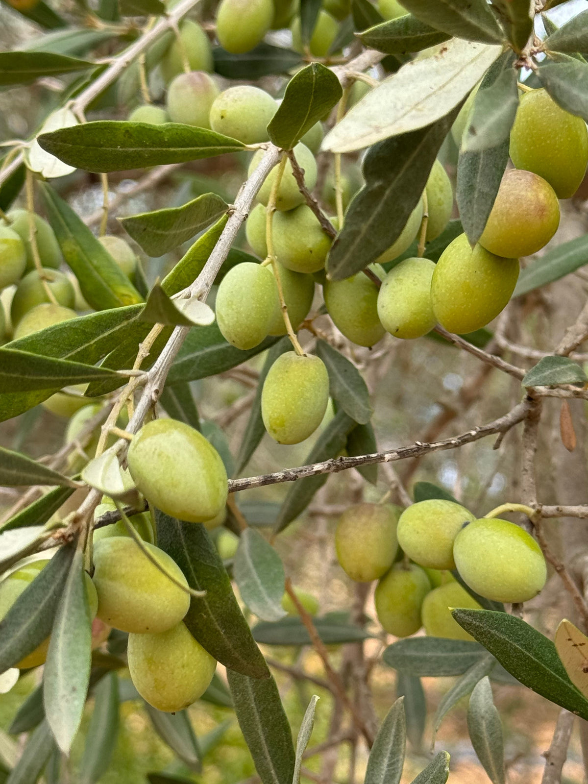 Arbequina Olive Tree Live Starter Plant 6–10 Inches Tall, Olea europaea, Edible Landscape, Container Garden, Mediterranean Style