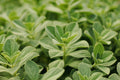 Sweetleaf Stevia Live Plant 6-8 Inch Rooted Herb, Organic Stevia rebaudiana, Container Friendly, Full Sun to Partial Sun