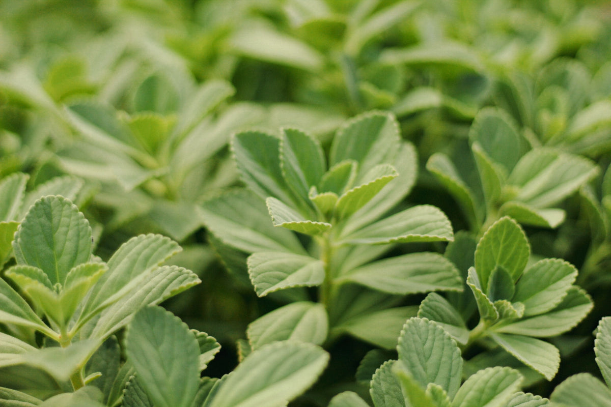 Sweetleaf Stevia Live Plant 6-8 Inch Rooted Herb, Organic Stevia rebaudiana, Container Friendly, Full Sun to Partial Sun