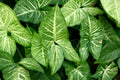Bare Root Arrowhead Plant - Syngonium podophyllum Live Indoor Houseplant, Trailing or Climbing Foliage