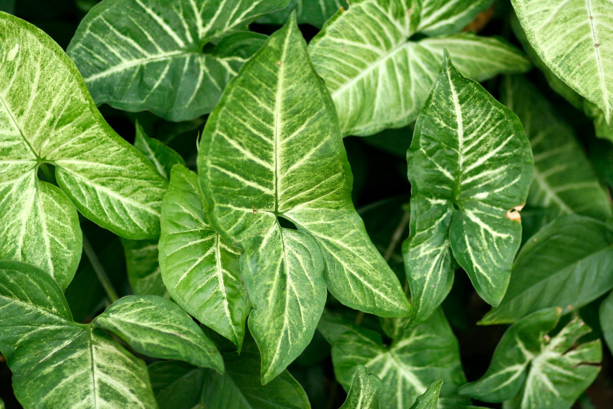 Bare Root Arrowhead Plant - Syngonium podophyllum Live Indoor Houseplant, Trailing or Climbing Foliage