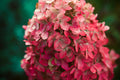 Dwarf Oakleaf Hydrangea Live Plant – 1 Pint Container – Hydrangea quercifolia 'Munchkin' – Compact Ornamental Shrub for Gardens