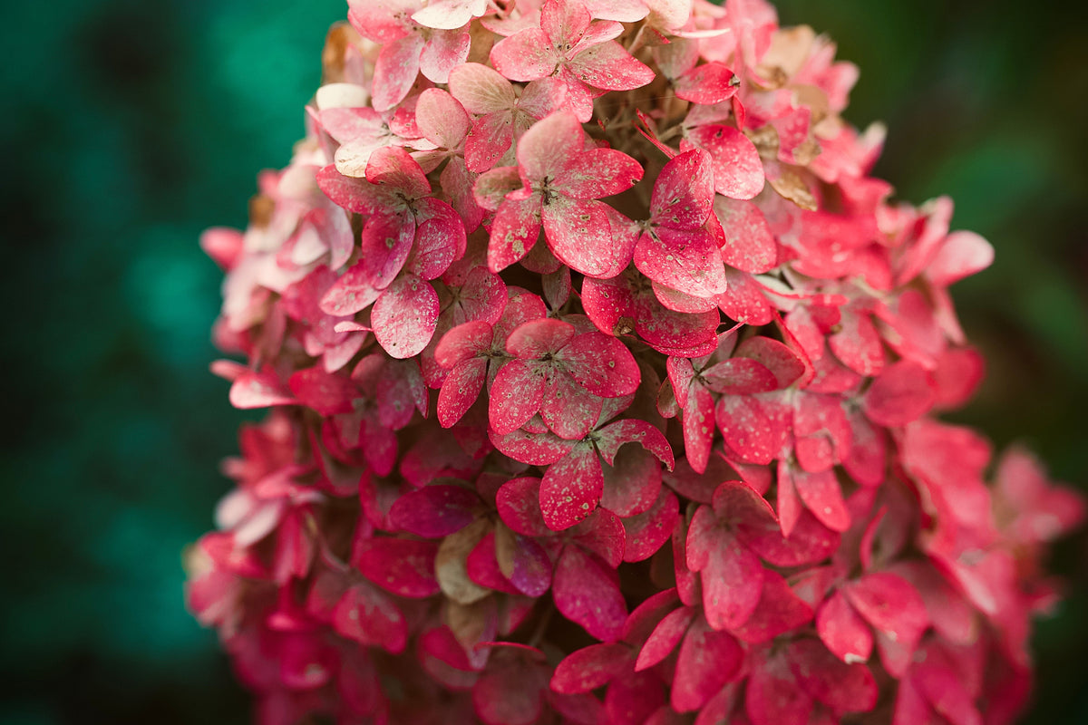 Dwarf Oakleaf Hydrangea Live Plant – 1 Pint Container – Hydrangea quercifolia 'Munchkin' – Compact Ornamental Shrub for Gardens