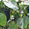 Philodendron Cordatum Heartleaf Rooted Cutting – Live Indoor Houseplant, Trailing Vine, Easy-Care Green Décor, Scientific Name: Philodendron cordatum