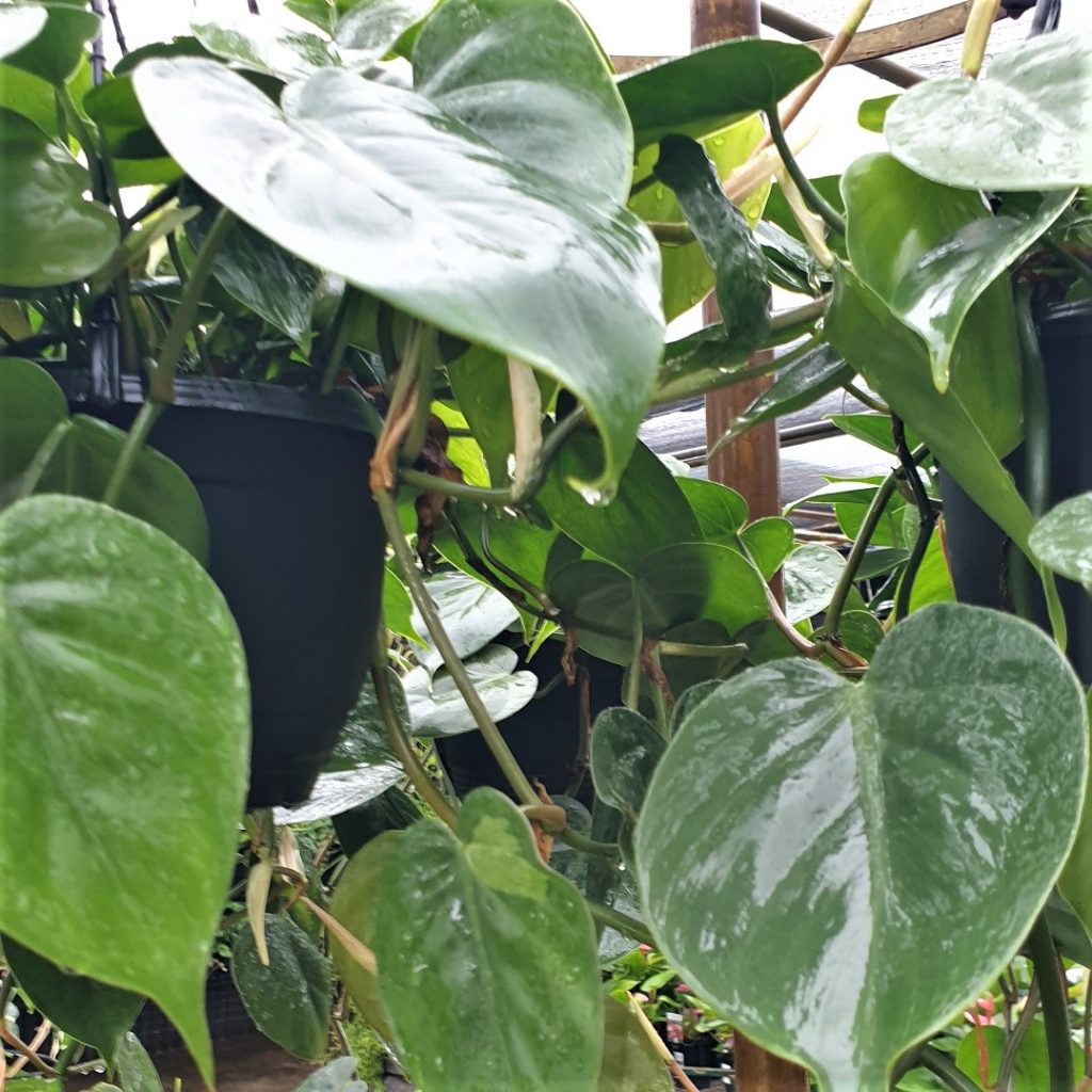 Philodendron Cordatum Heartleaf Rooted Cutting – Live Indoor Houseplant, Trailing Vine, Easy-Care Green Décor, Scientific Name: Philodendron cordatum