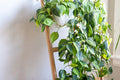 6 Indoor Plant Cuttings – Pothos & Philodendron Combo | Marble Queen, Brazil & N'Joy Unrooted Stems