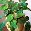 Philodendron Micans Live Houseplant | Rooted Velvet Leaf Philodendron | Indoor Vining Plant, Easy Care, Air Purifying