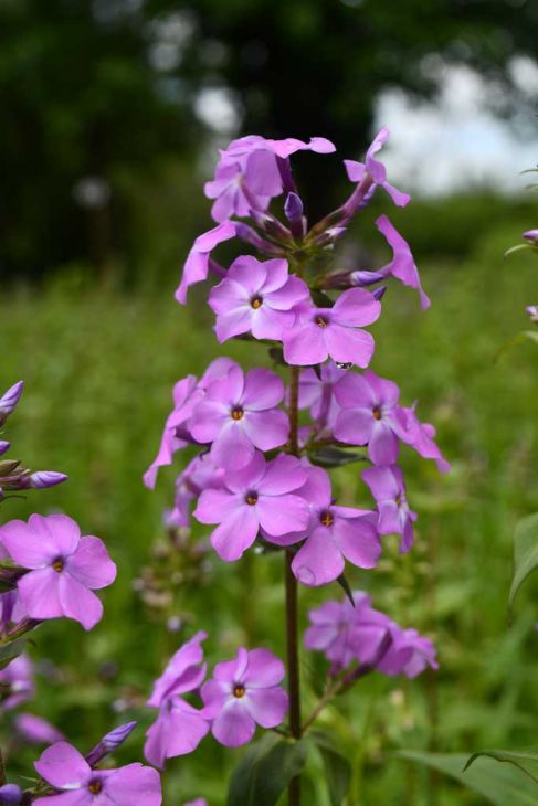 Sweet William Bulbs – Native Perennial Phlox maculata with Fragrant Pink, Purple, White Flowers – Pollinator Friendly Garden Plant