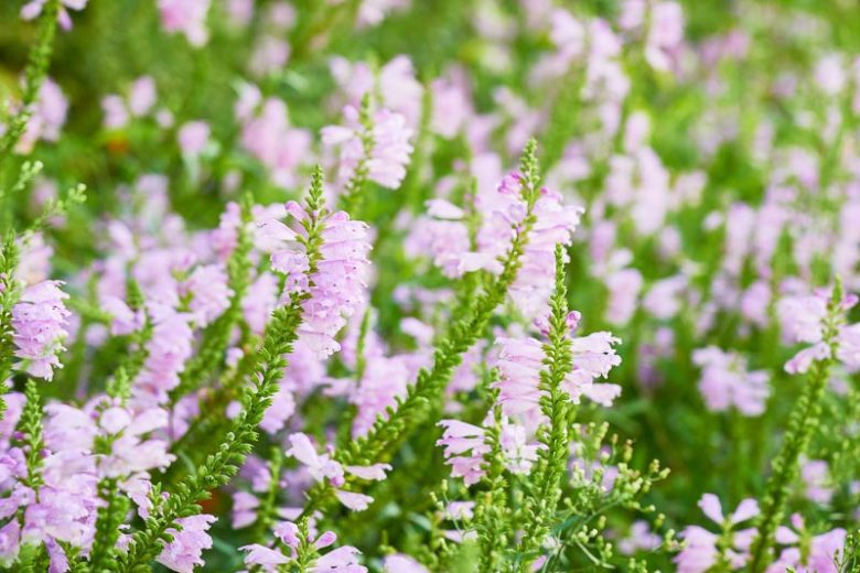 Physostegia virginiana Seeds – Obedient Plant Wildflower, 50 Non-GMO Perennial Seeds for Pollinator Gardens and Meadow Landscaping