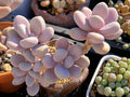 Bare Root Pink Moonstone Succulent Pachyphytum oviferum – Rare Chubby Leaves Indoor Plant for Decor, Gifts, DIY Arrangements
