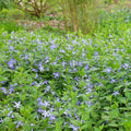 10 Rooted Vinca Major Cuttings – Evergreen Ground Cover, Fast-Growing Periwinkle Plants, Drought-Tolerant, Landscaping, Live Plant Starts
