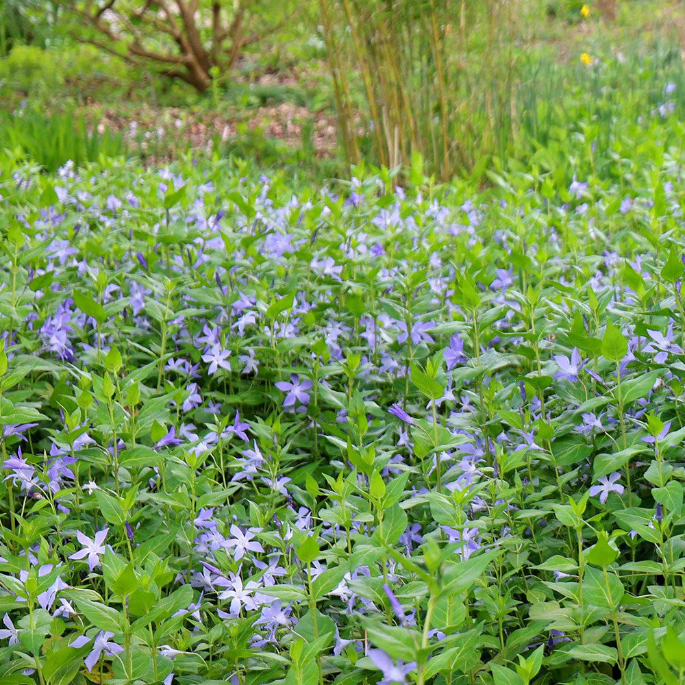 10 Rooted Vinca Major Cuttings – Evergreen Ground Cover, Fast-Growing Periwinkle Plants, Drought-Tolerant, Landscaping, Live Plant Starts
