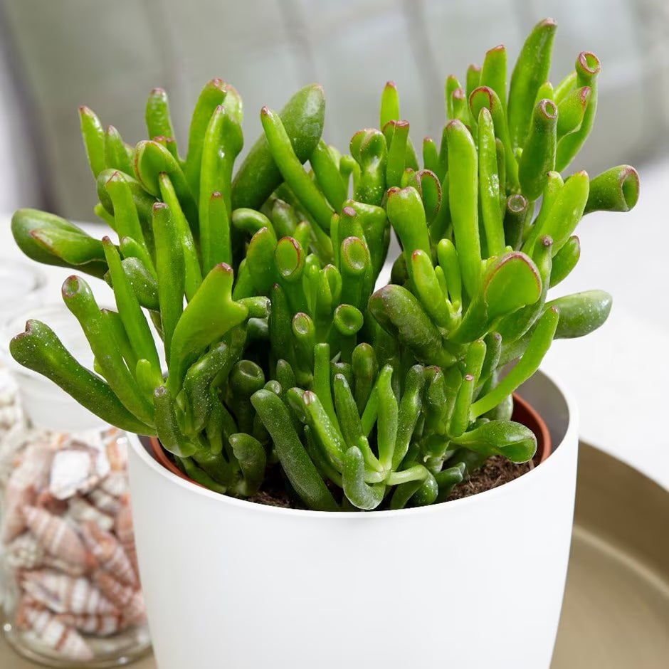 Hobbit Friendship Tree Cuttings – 4 Unrooted Crassula ovata ‘Hobbit’ Succulent Propagation for Luck & Prosperity
