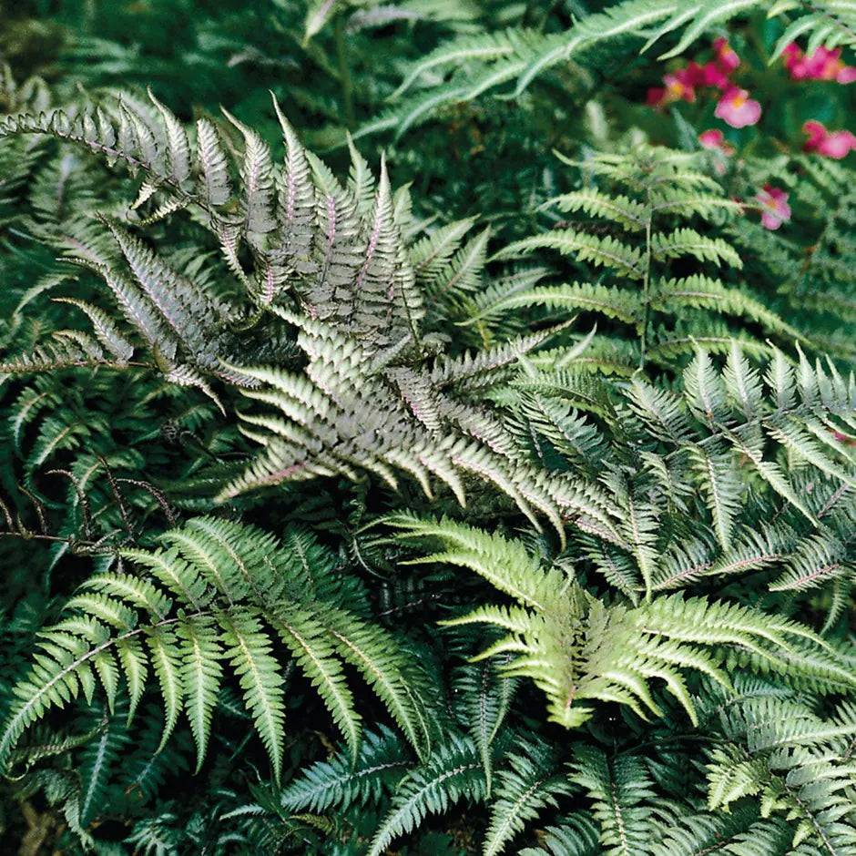 Japanese Painted Ferns Set of 3 Bare Root Plants – Athyrium niponicum, Hardy Shade Fern, Colorful Foliage Perennial, Low Maintenance